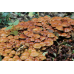 Мицелий Опенка летнего / Опенок липовый (Kuehneromyces mutabilis) Мицелий Опенка летнего / Опенок липовый (Kuehneromyces mutabilis)